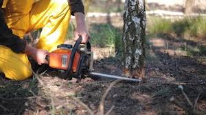 Best Tree Removal Services  in Clifton Heights, PA